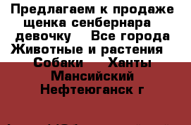 Предлагаем к продаже щенка сенбернара - девочку. - Все города Животные и растения » Собаки   . Ханты-Мансийский,Нефтеюганск г.